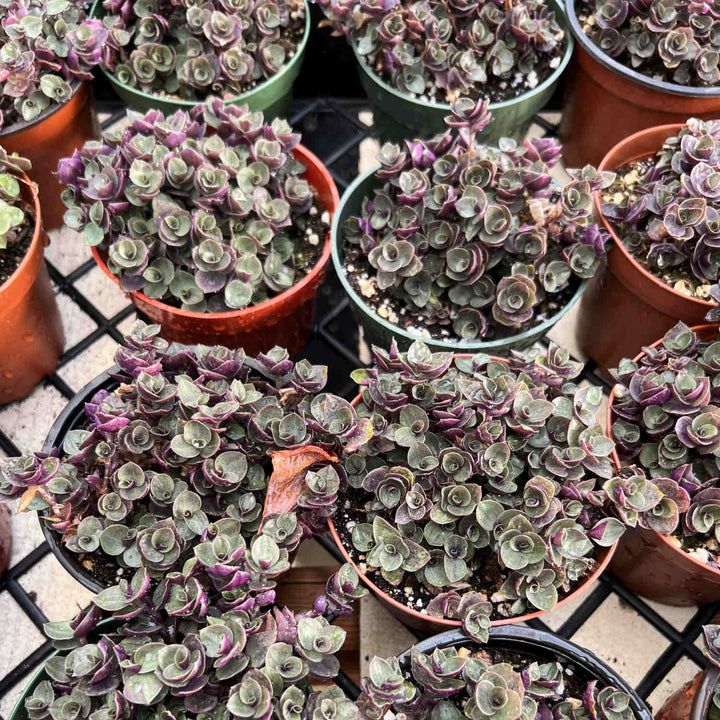 Sedum Callisia