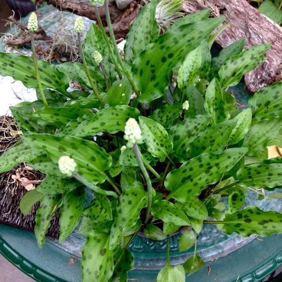 Ledebouria petiolata