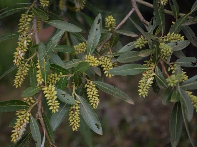 Salix Mucronata