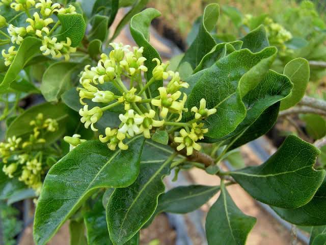 Pittosporum Garnetti