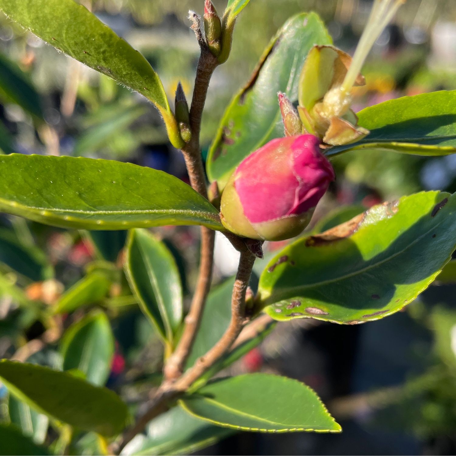 Camelia Sasanqua