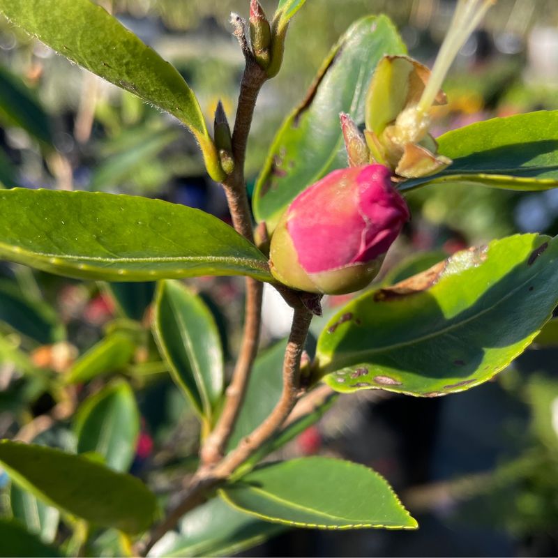 Camelia Sasanqua