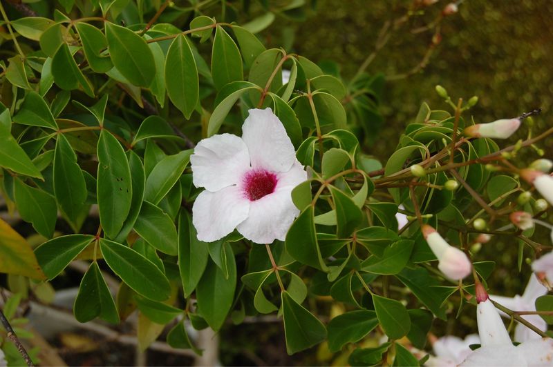 Pandorea Jasminoides