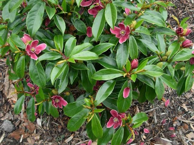Michelia Fuscata Figo