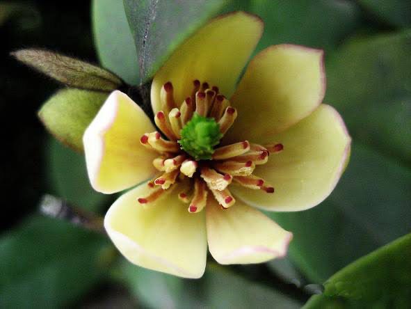 Michelia Fuscata Figo