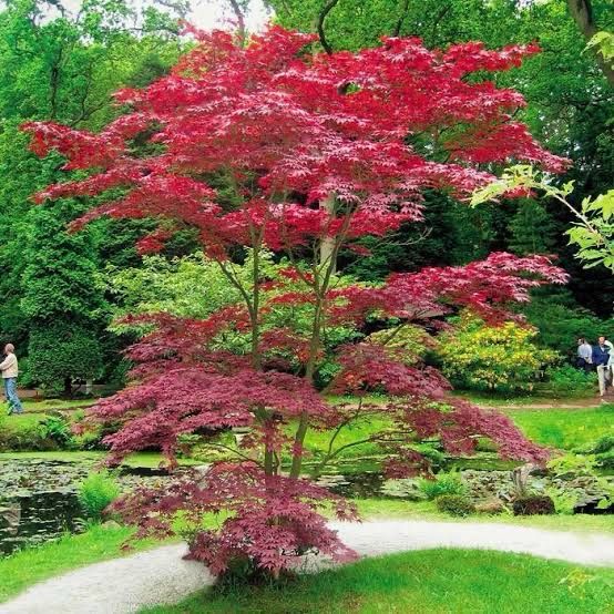 Acer Palmatum