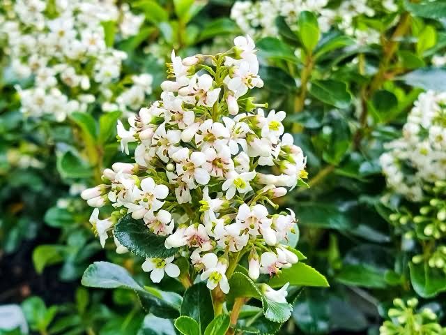 Escallonia Iveyi
