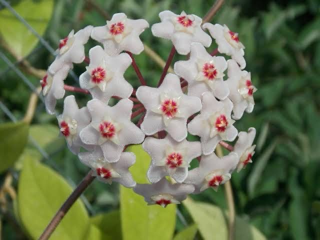 Hoya