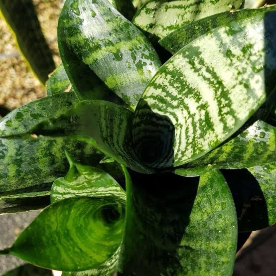 Sansevieria Hahnii
