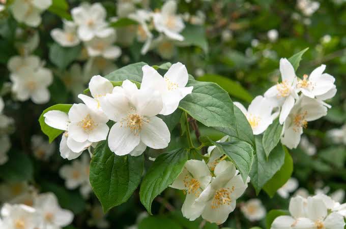 Philadelphus Coronarius