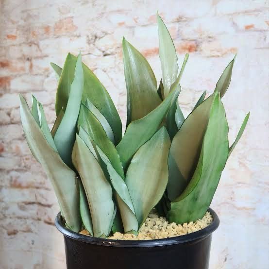 Sansevieria Moonshine