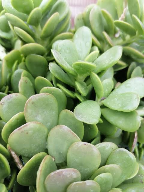 Senecio Jacobsenii