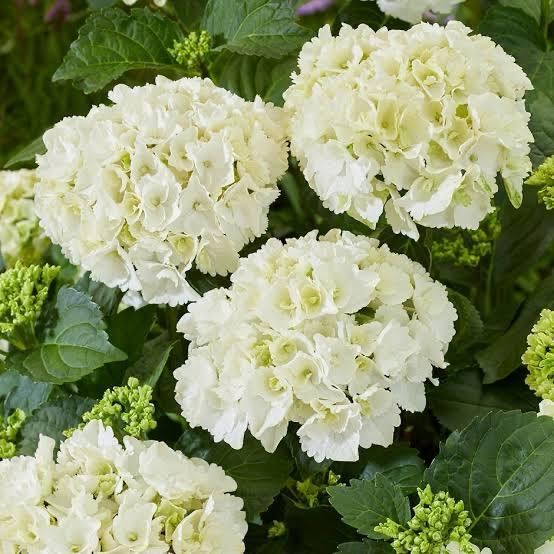Hydrangea Macrophylla White