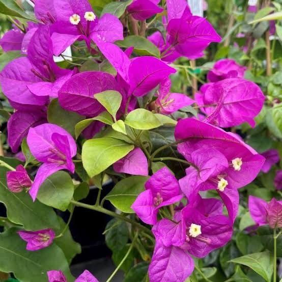 Bougainvillea Magnifica