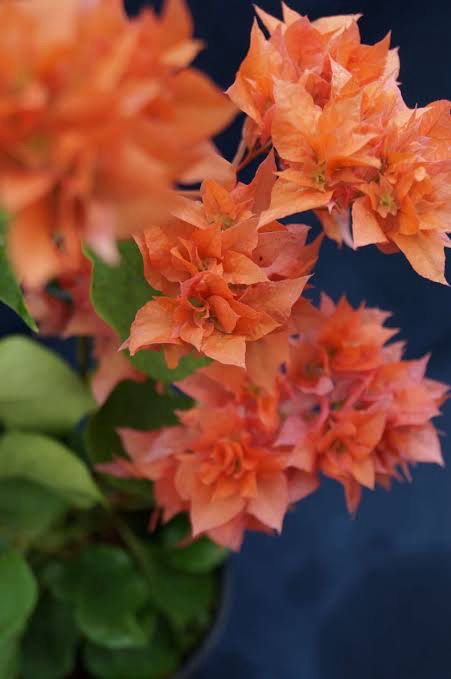 Bougainvillea Golden Doubloon