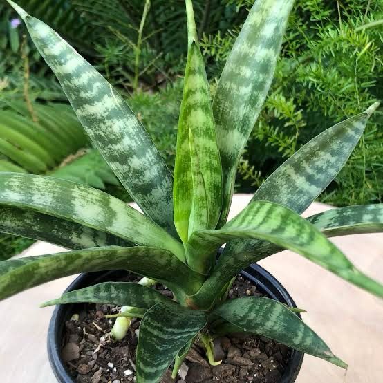 Sansevieria Parva