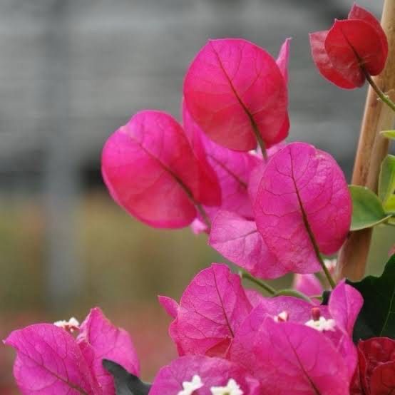 Bougainvillea Rubyana