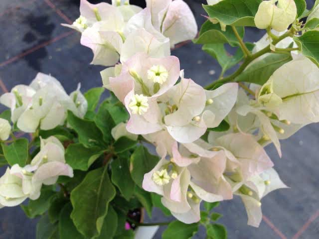Bougainvillea Apple Blossom