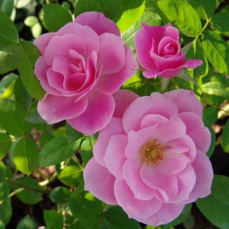 Rose Satchmo