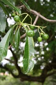 Rauvolfia caffra