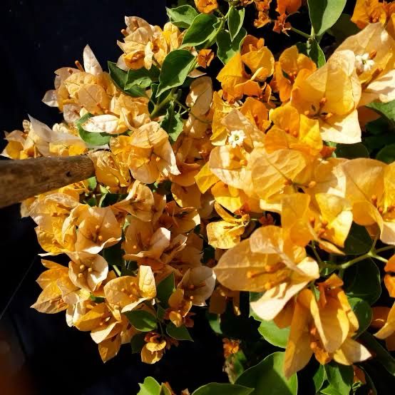 Bougainvillea Lady Mary Baring