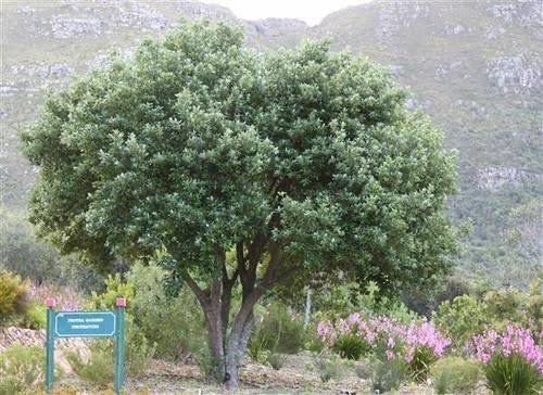Kiggelaria africana