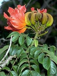 Spathodea Campanulata