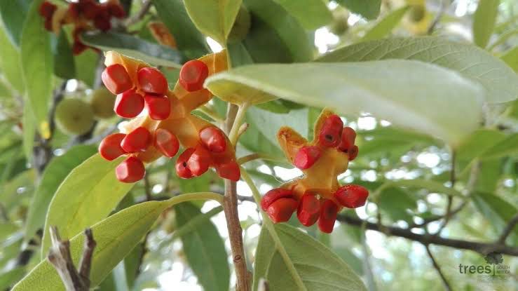 Kiggelaria africana
