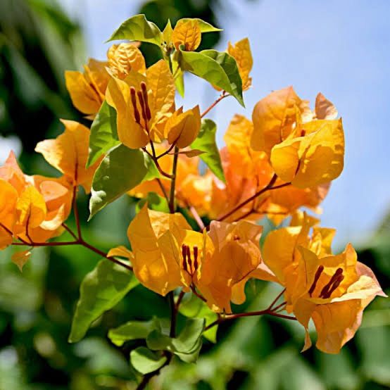 Bougainvillea Golden McLean