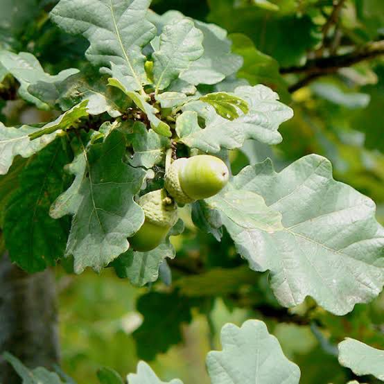 Quercus robur