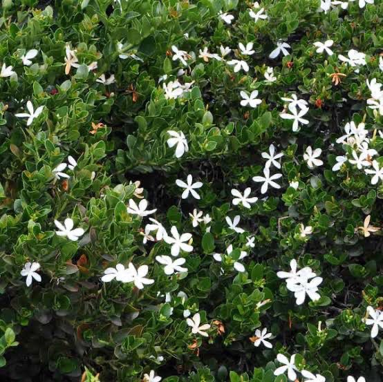 Carissa Macro Green Carpet