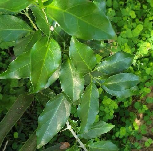 Canthium Inerme