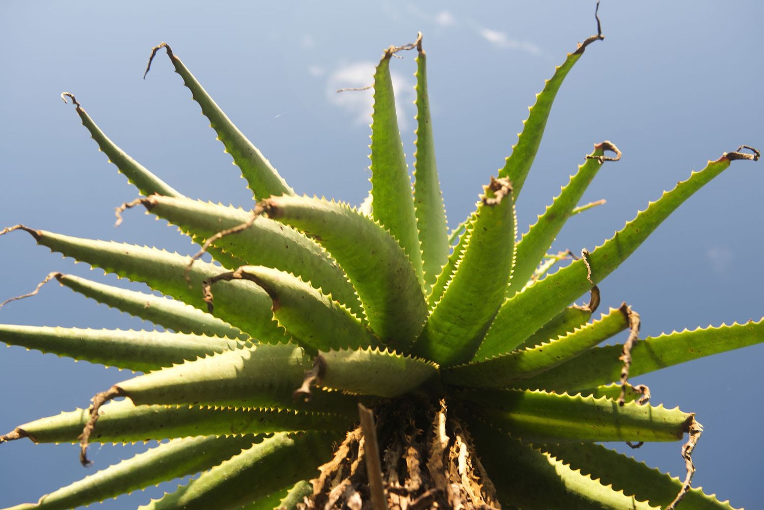 Aloidendron Barberae