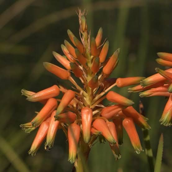Aloe Cooperi Hybrid Orange Moon