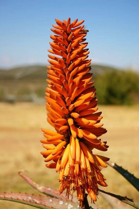 Aloe Marlothii