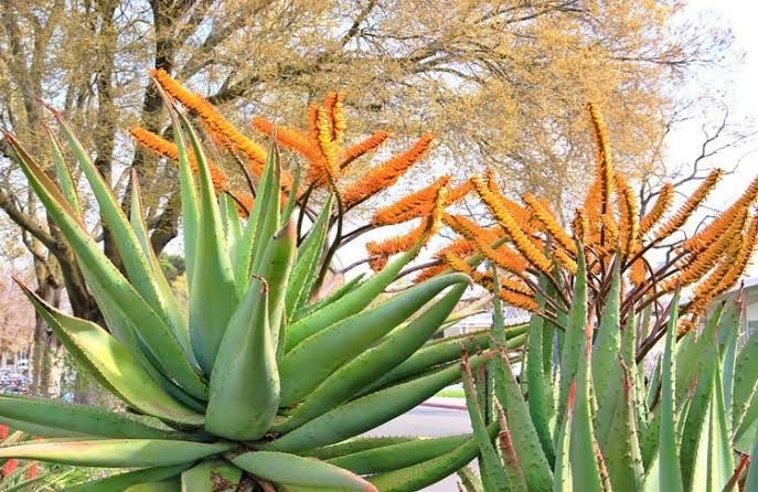 Aloe Marlothii