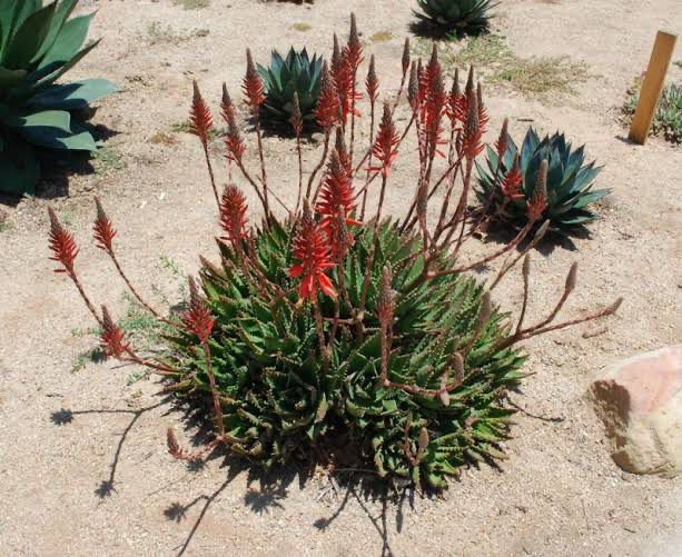Aloe Nobilis