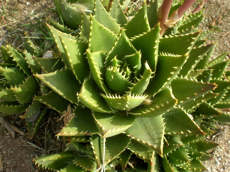 Aloe Nobilis