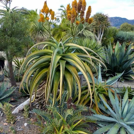 Aloe Thraskii
