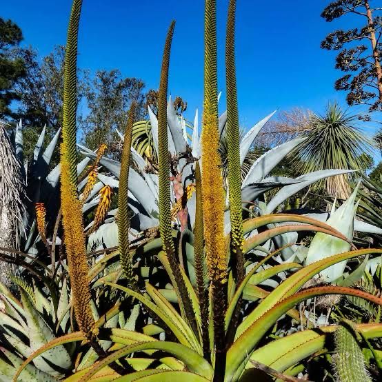 Aloe Alooides