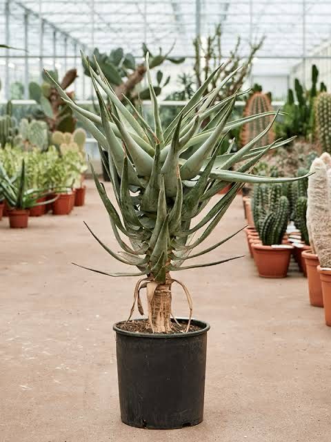 Aloe Dichotoma