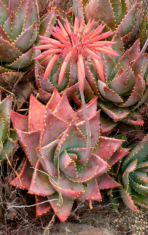Aloe Perfoliata