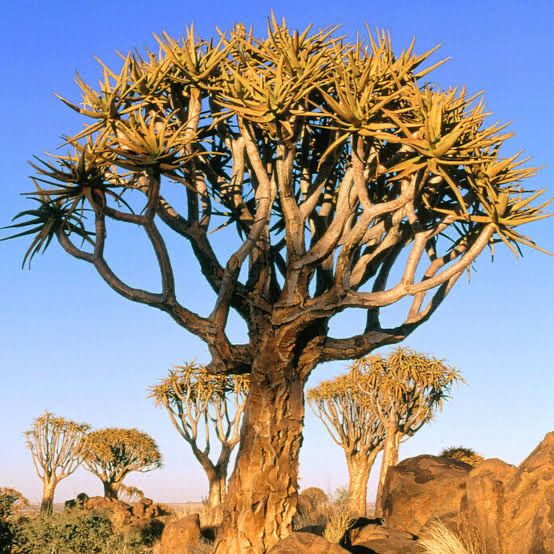 Aloe Dichotoma