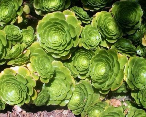 Aeonium Pseudotabuliforme