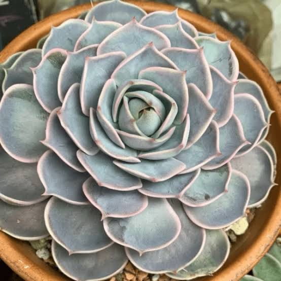 Echeveria Lotus