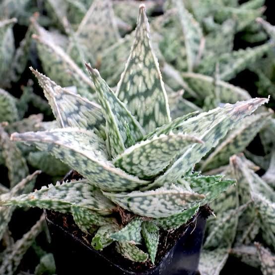 Aloe Doran Black
