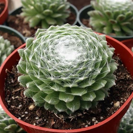 Sempervivum arachnoideum