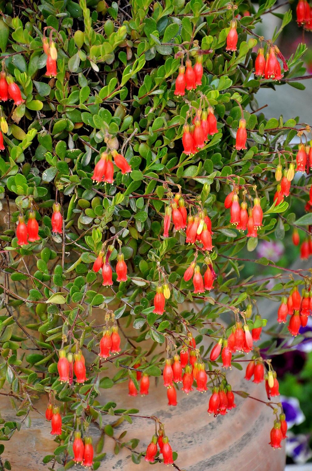Kalanchoe Marmorata
