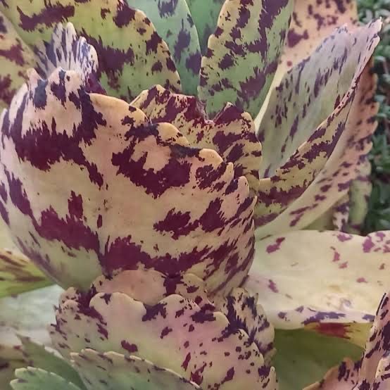 Kalanchoe marmorata H/B
