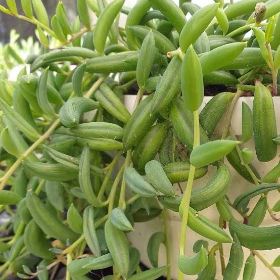 Senecio Radicans